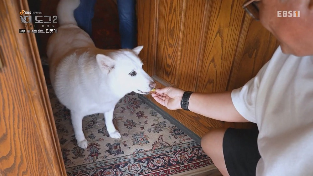 미국 입양가서 확대 당했다는 진돗개 | 인스티즈