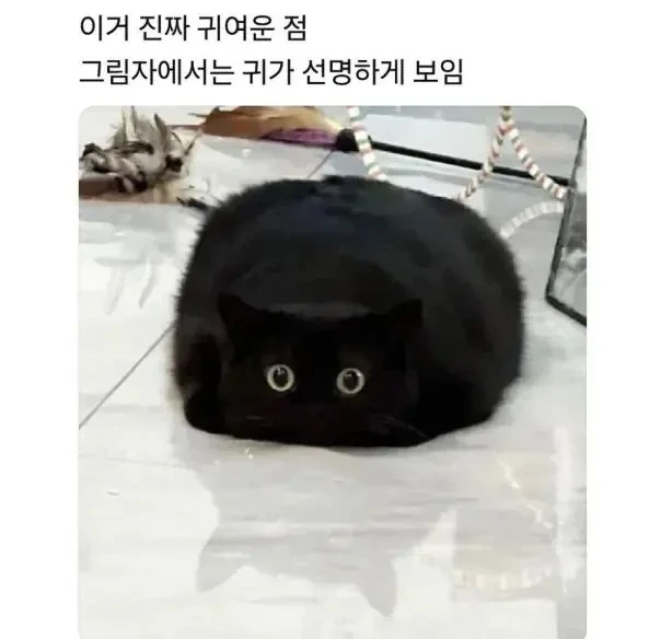 신기한 까만 고양이 사진 | 인스티즈