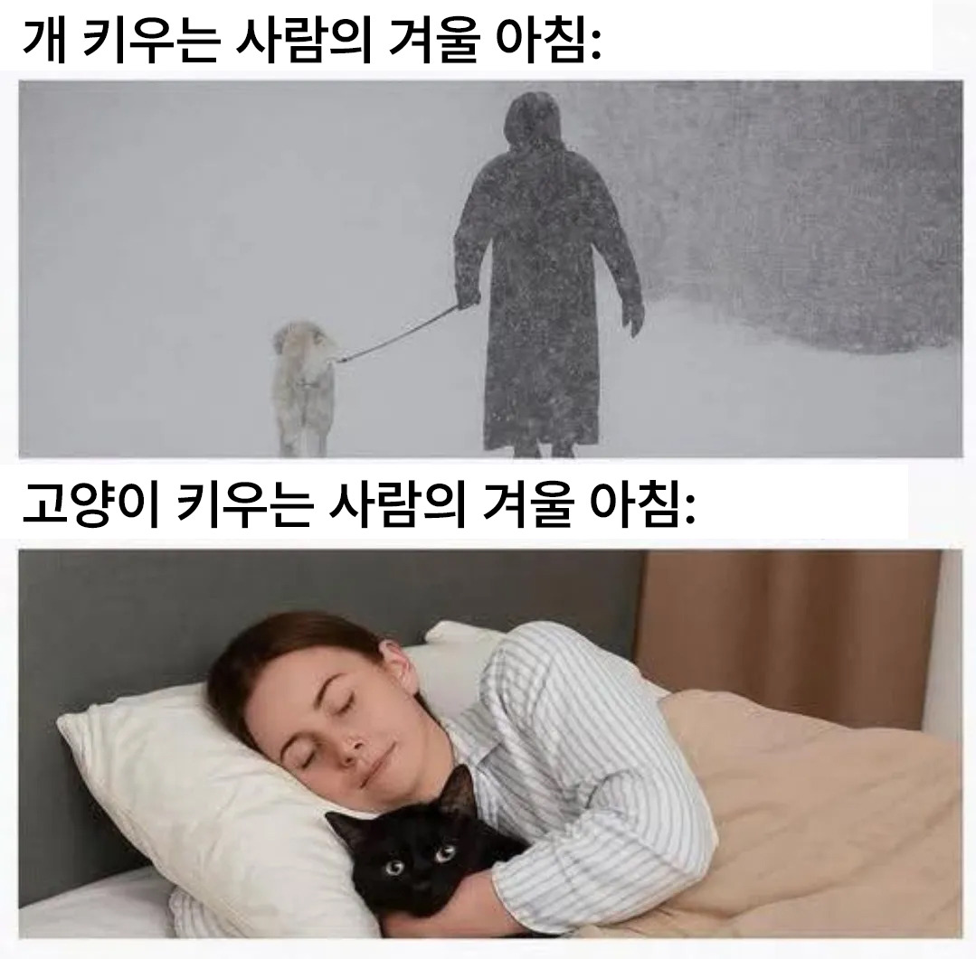 견주와 집사의 겨울 아침 차이☃️❄️ | 인스티즈
