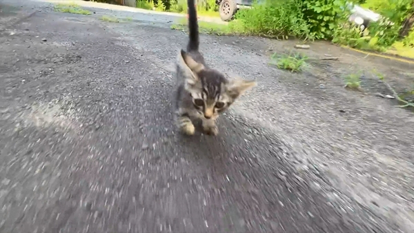 아기 고양이 냥줍했는데 반응 난리난 일본 유튜버.jpg | 인스티즈
