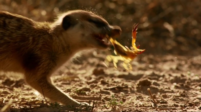 까마귀의 지능에 대한 고찰.jpg | 인스티즈