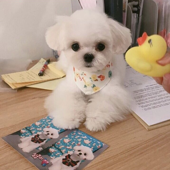 슈퍼주니어 이특이 키우는 반려견 심쿵.jpg | 인스티즈