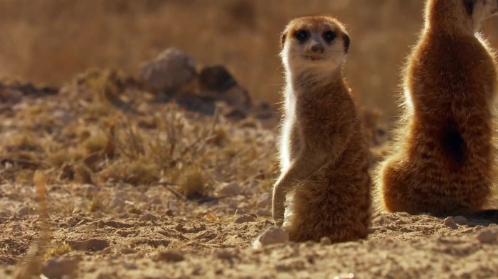 까마귀의 지능에 대한 고찰.jpg | 인스티즈