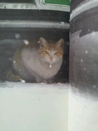 고양이 : 날씨가 너무 추워서 먹을게 없어요.. 한달만 집에서 지낼수있을까요…? | 인스티즈