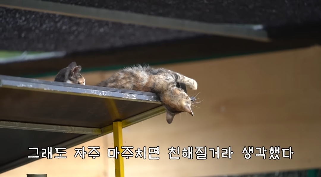 5년만에 haha ha에게 마음을 연 카오 | 인스티즈