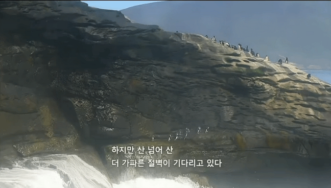 거친파도와 절벽을 뚫고 직진하는 바위뛰기펭귄.gif | 인스티즈