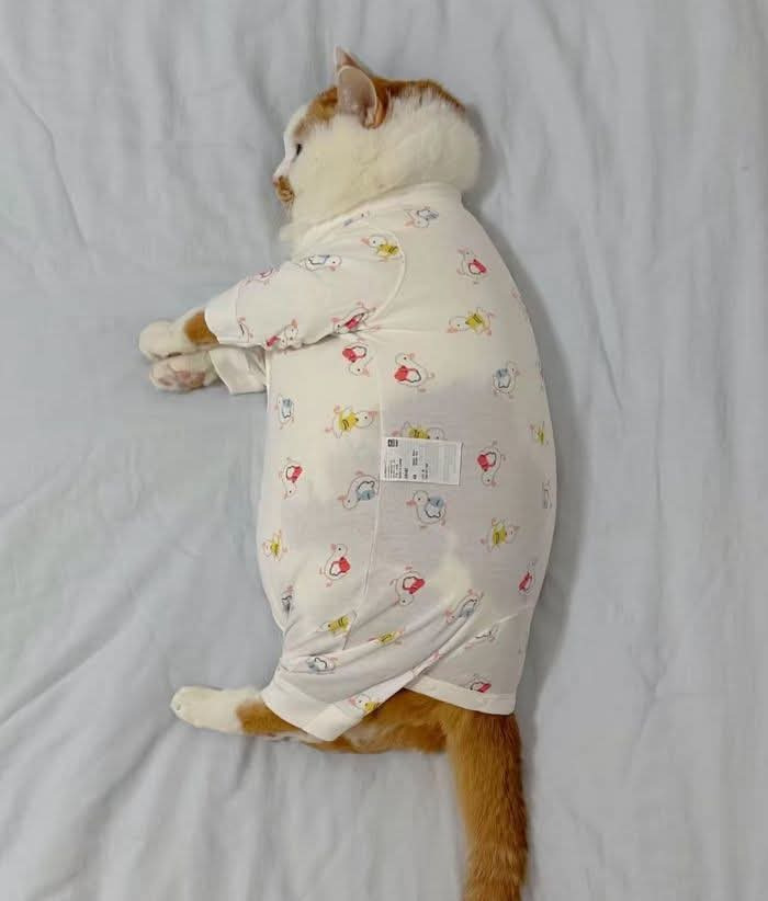 아기 옷 버리기 아까워서 고양이한테 입힘 | 인스티즈