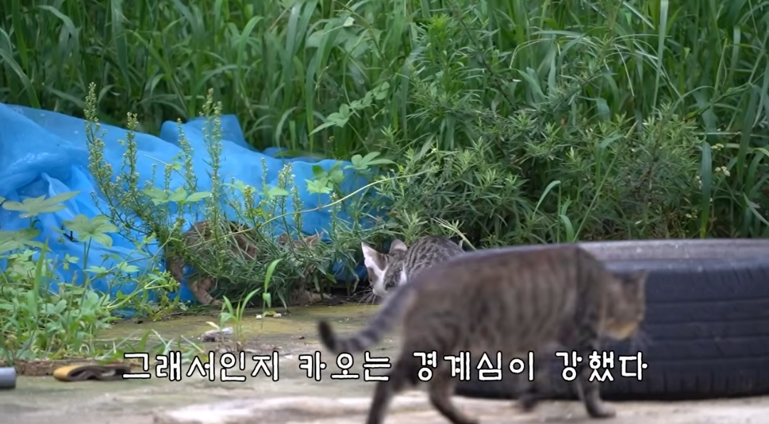 5년만에 haha ha에게 마음을 연 카오 | 인스티즈