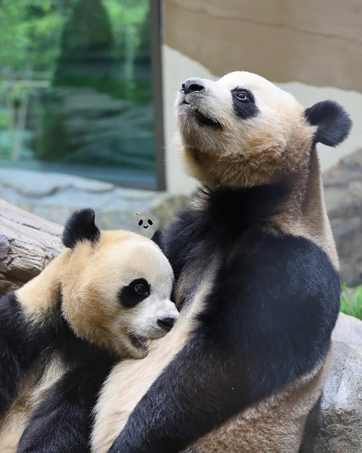 언니한테서 또 쭈쭈 찾는 후이바오🐼 | 인스티즈