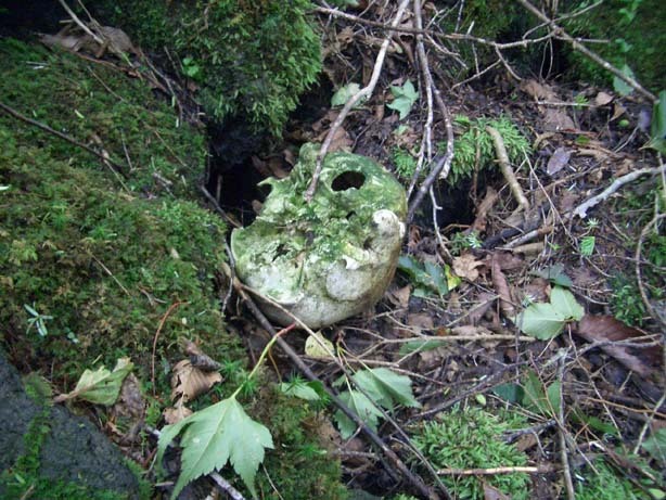 일본의 죽음의 숲 (일본 내 자살1위) 아오키가하라 사진. (시체 , 심약자, 비위약한사람들 보면안됨) | 인스티즈