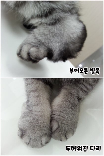 알려진 것보다 더 심각한 스코티쉬 폴드 유전병 | 인스티즈