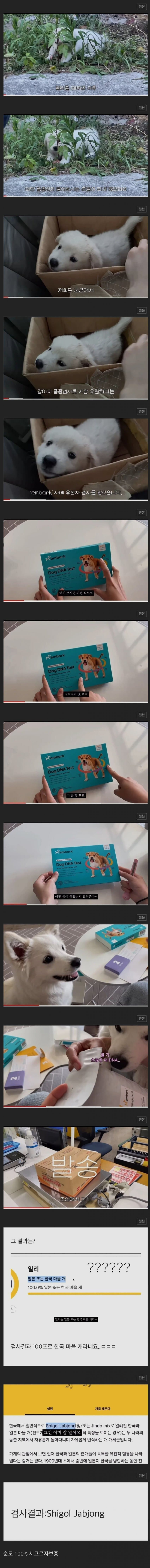 시골에서 데려온 강아지가 100퍼센트 순혈견이었다 | 인스티즈