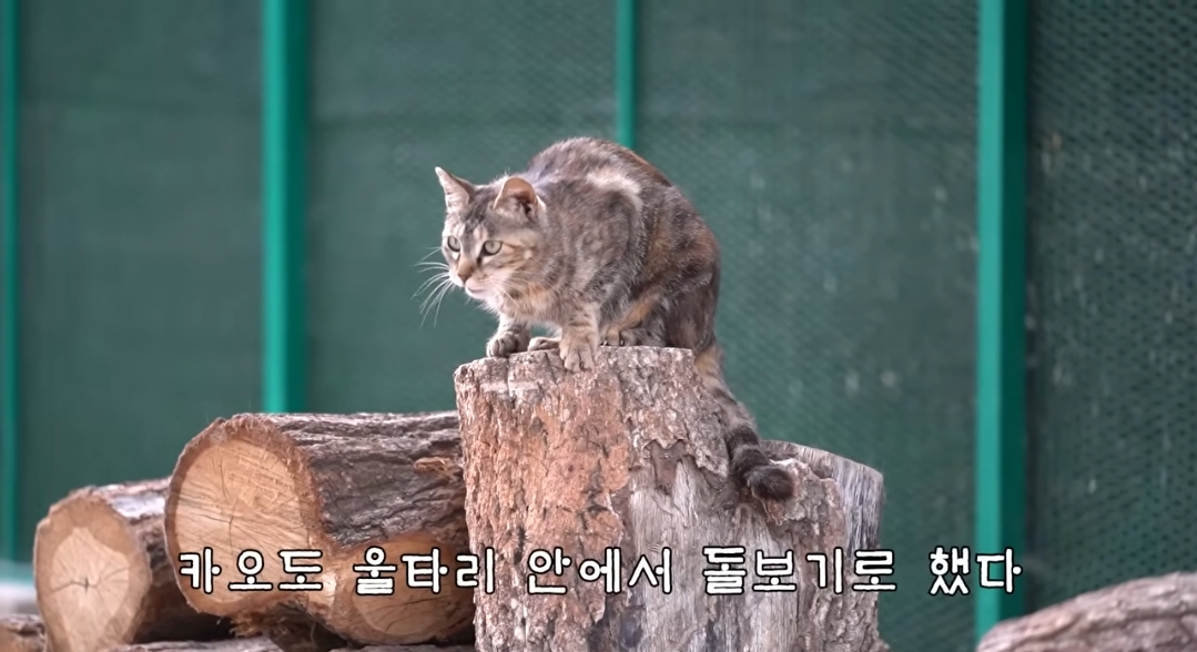 5년만에 haha ha에게 마음을 연 카오 | 인스티즈