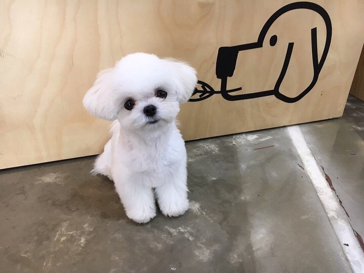 슈퍼주니어 이특이 키우는 반려견 심쿵.jpg | 인스티즈