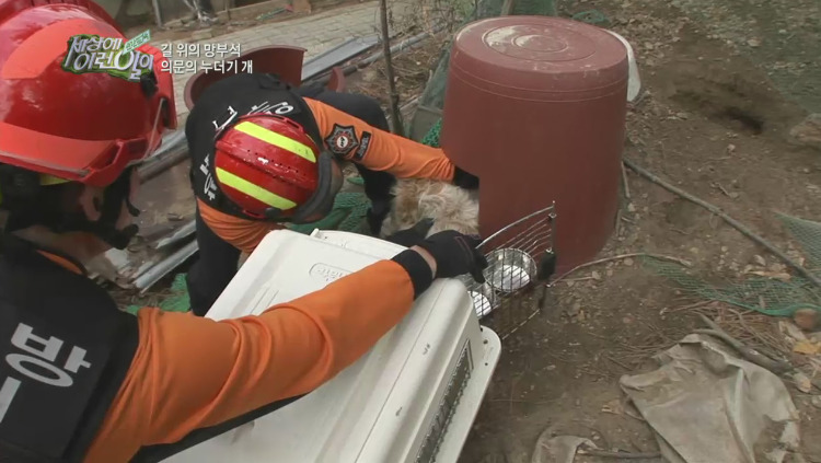 [세상에이런일이] 도로위에 망부석이 되서 주인을 기다리는 강아지.jpg | 인스티즈