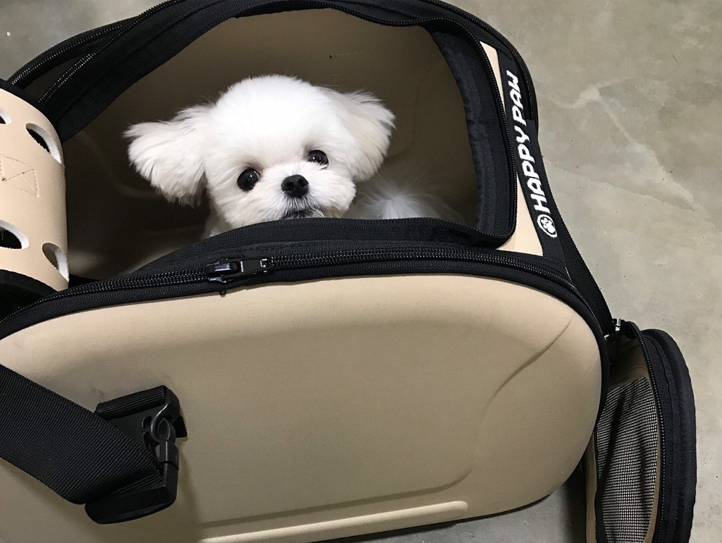 슈퍼주니어 이특이 키우는 반려견 심쿵.jpg | 인스티즈