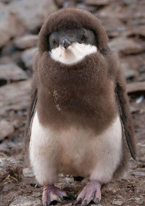 펭귄들이 가장 패셔너블해진다는 털갈이 시기 | 인스티즈