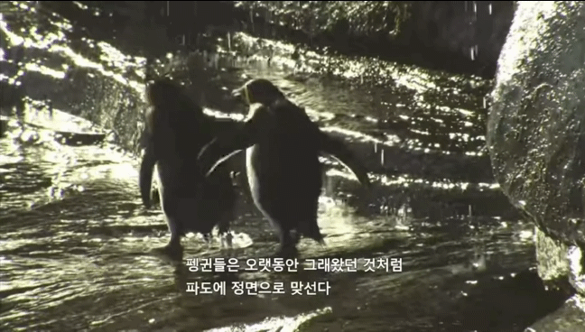 거친파도와 절벽을 뚫고 직진하는 바위뛰기펭귄.gif | 인스티즈