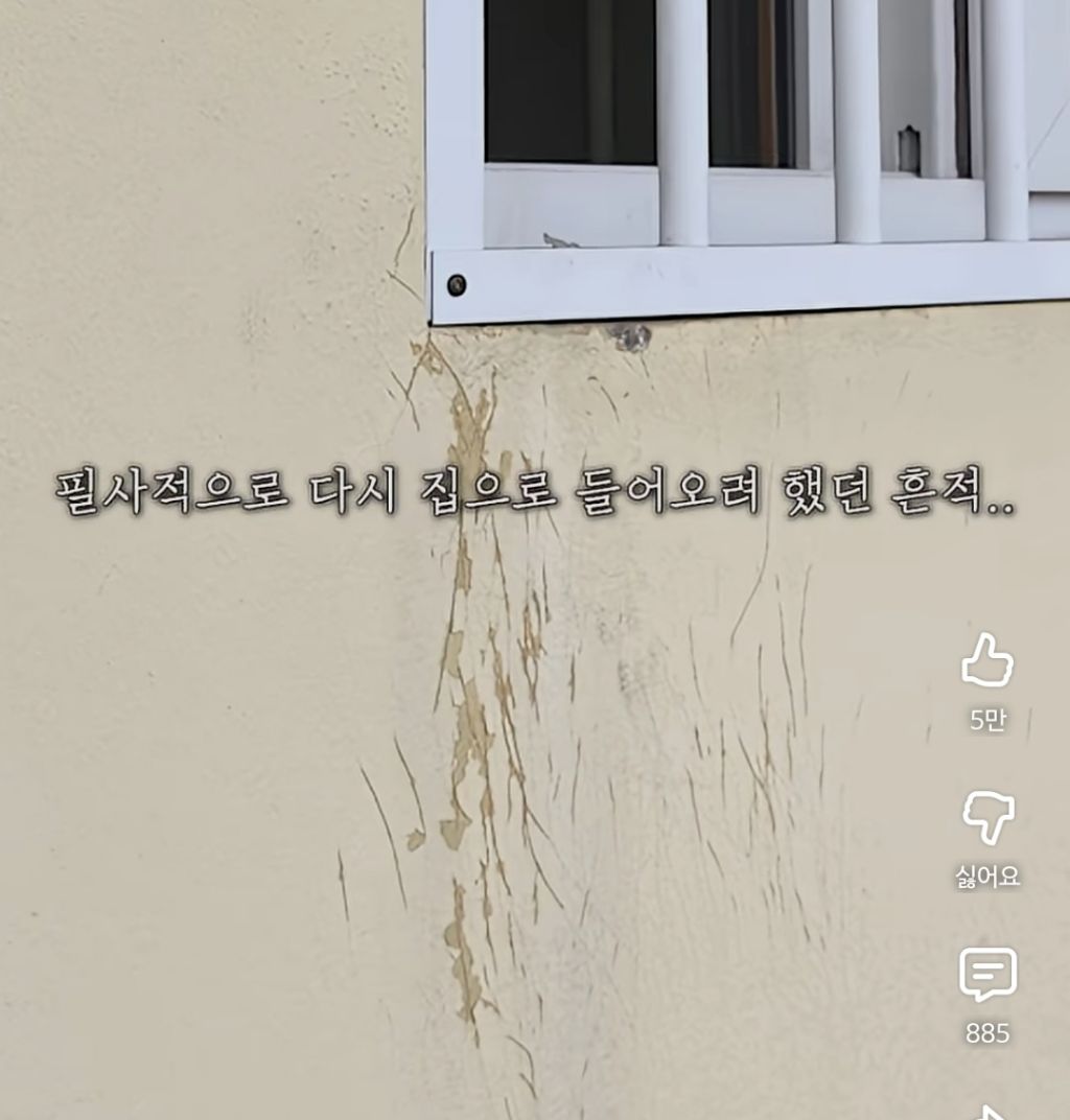고양이 잃어버렸던 집사가 보자마자 무너진 흔적ㅠ | 인스티즈