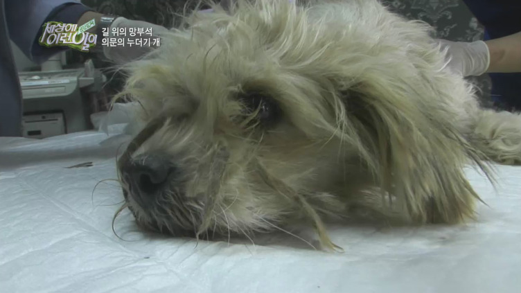 [세상에이런일이] 도로위에 망부석이 되서 주인을 기다리는 강아지.jpg | 인스티즈