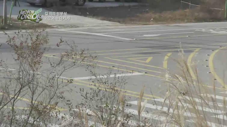 [세상에이런일이] 도로위에 망부석이 되서 주인을 기다리는 강아지.jpg | 인스티즈