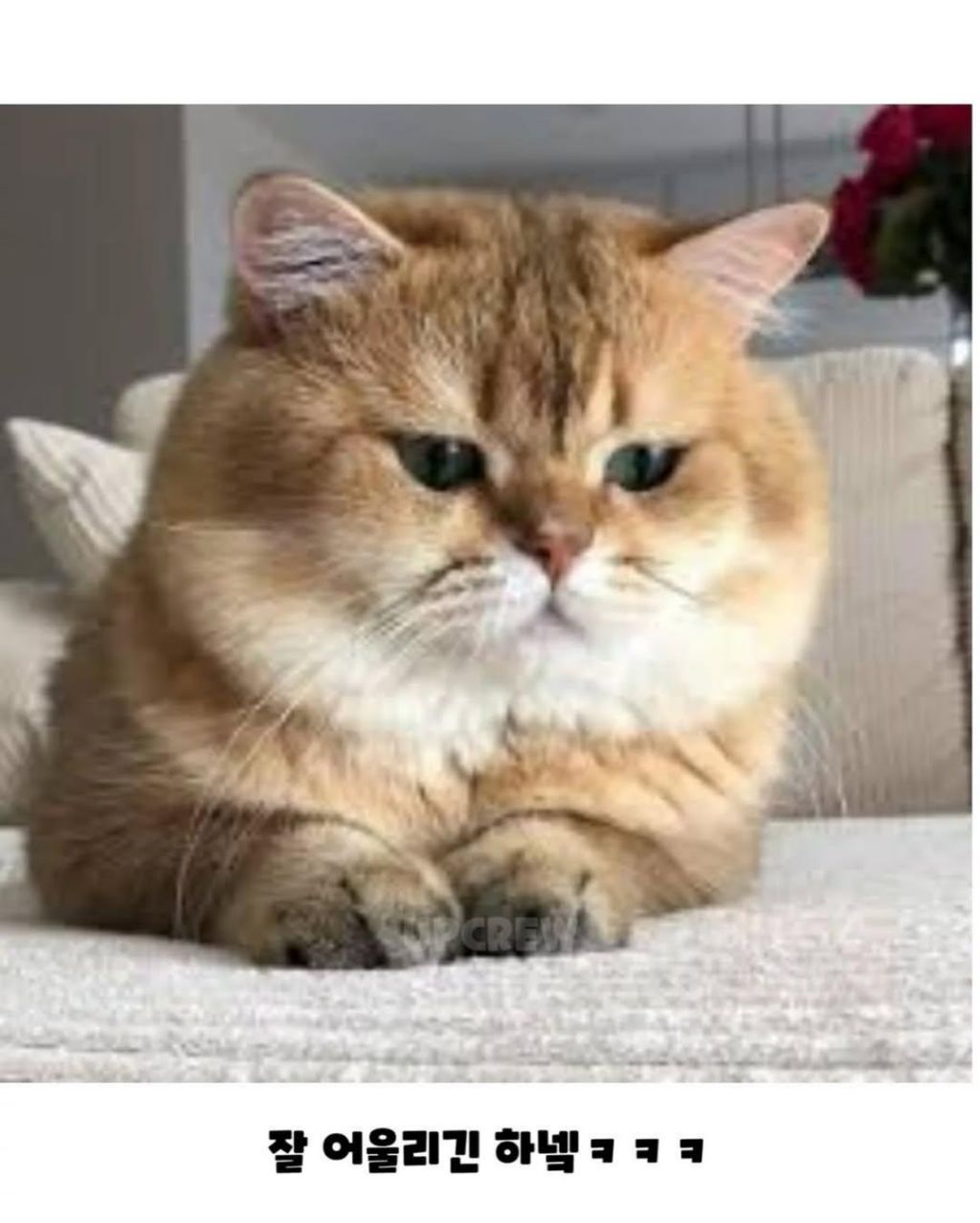 경상도에서 고양이 부르는 말 | 인스티즈