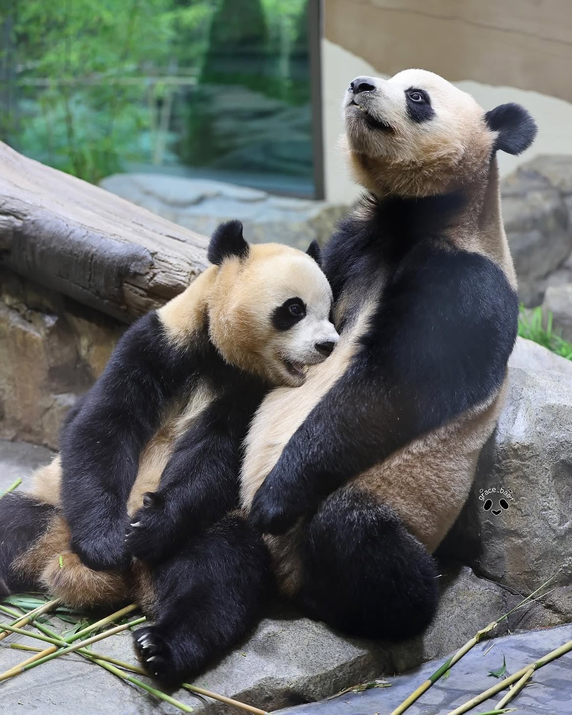 언니한테서 또 쭈쭈 찾는 후이바오🐼 | 인스티즈