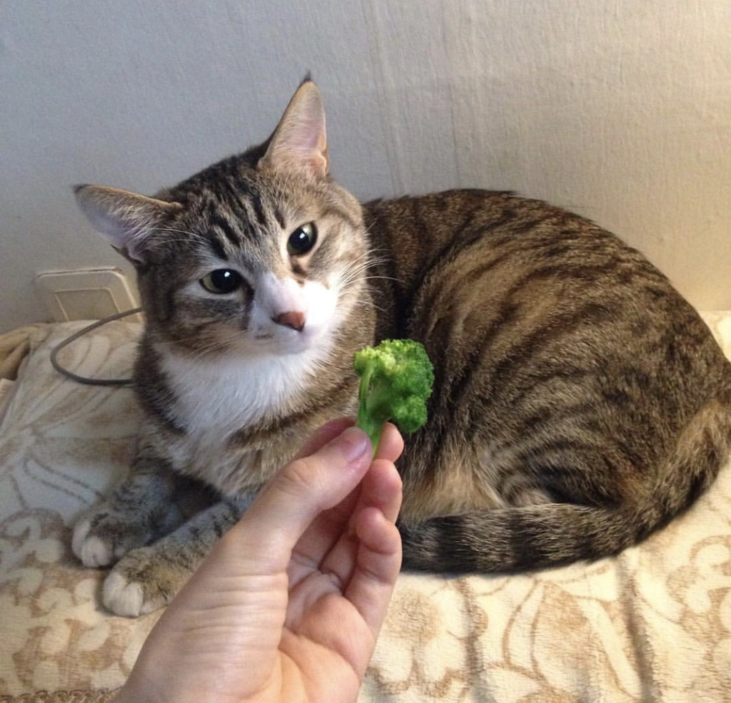 유튜버 햄튜브의 고양이 '구름이' | 인스티즈