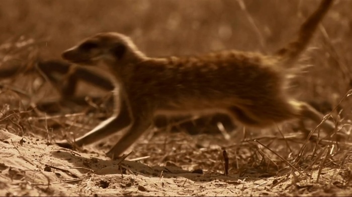 까마귀의 지능에 대한 고찰.jpg | 인스티즈