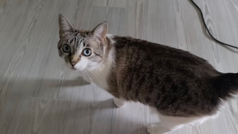 유독 한국에서 힘 못쓰는 디저트 | 인스티즈