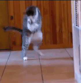 고장난 고양이 모음.gif(데이터주의) | 인스티즈