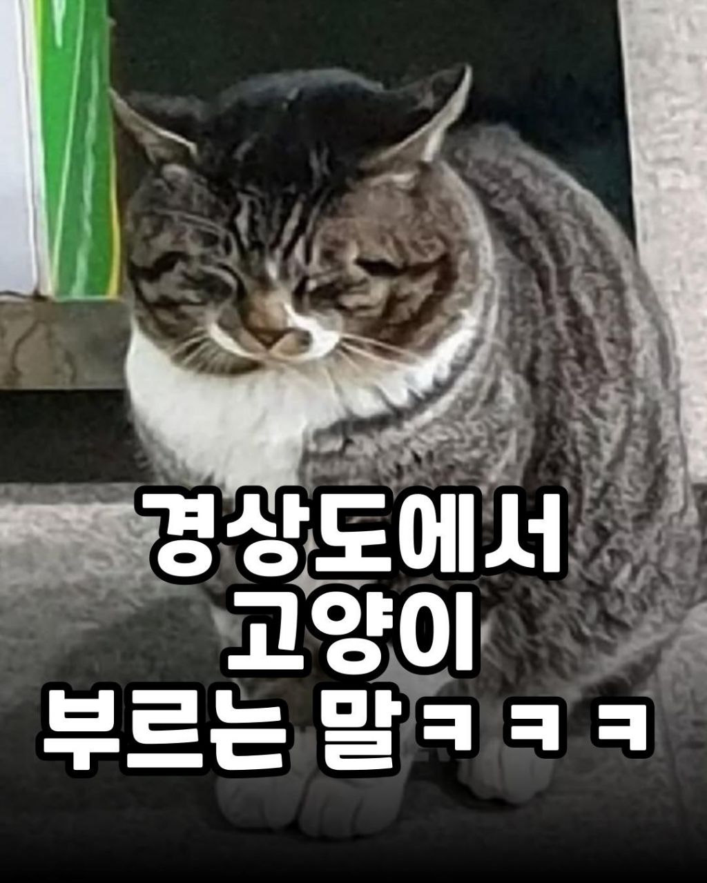 경상도에서 고양이 부르는 말 | 인스티즈