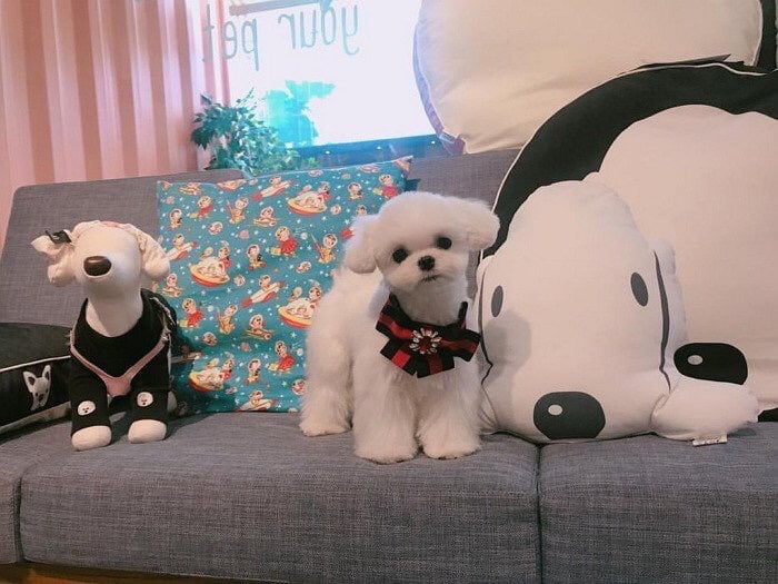 슈퍼주니어 이특이 키우는 반려견 심쿵.jpg | 인스티즈