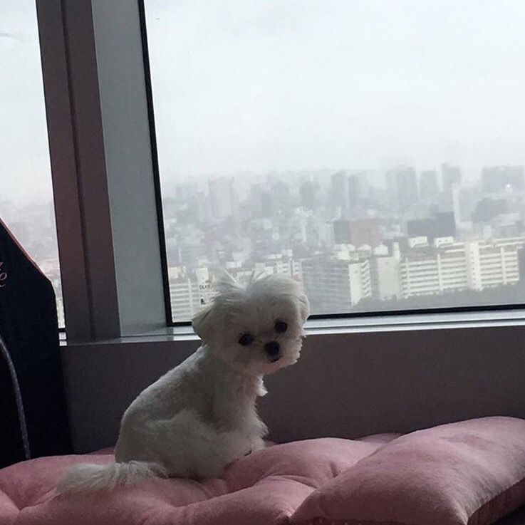 슈퍼주니어 이특이 키우는 반려견 심쿵.jpg | 인스티즈