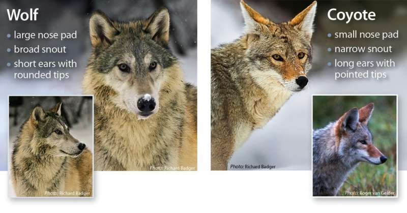 은근 헷갈리는 비슷비슷한 동물들 구별하는 법! | 인스티즈