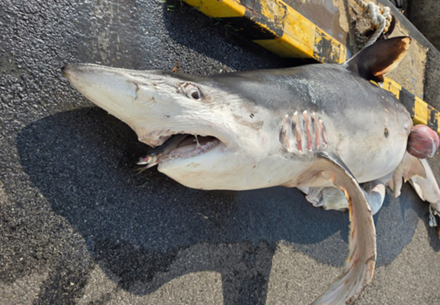 예능 찍다가 3m 상어 낚았다는 여배우.jpg | 인스티즈