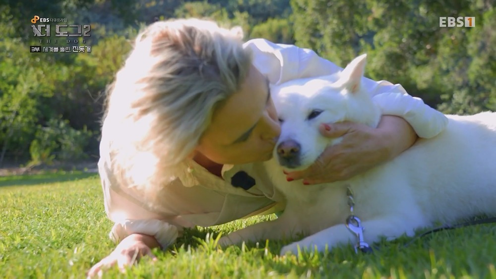 미국 입양가서 확대 당했다는 진돗개 | 인스티즈