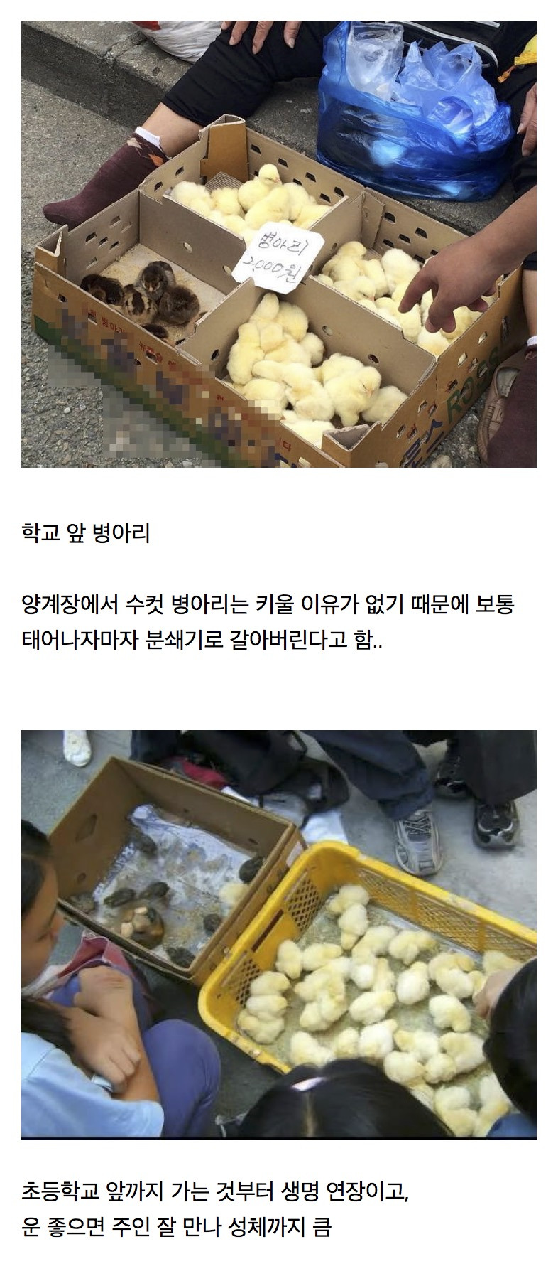 의외로 동물복지였던 것... | 인스티즈