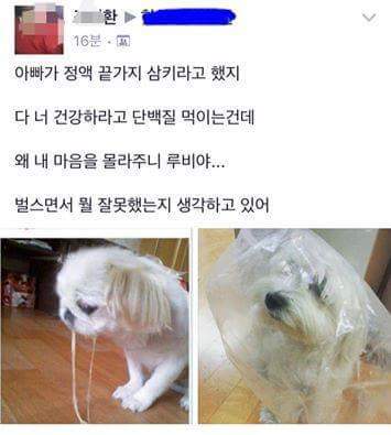 강아지한테 정액먹이는 미친새끼 | 인스티즈