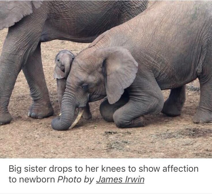 갓태어난 동생보려고 무릎꿇고 있는 언니 코끼리 | 인스티즈