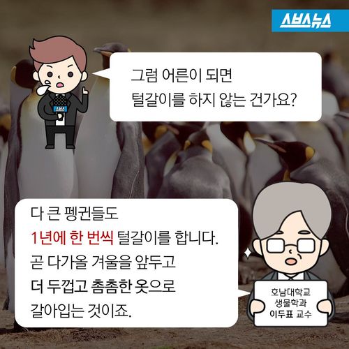 펭귄들이 가장 패셔너블해진다는 털갈이 시기 | 인스티즈