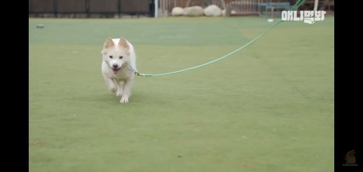 죽을것같은 우울증에 걸린 강아지 | 인스티즈
