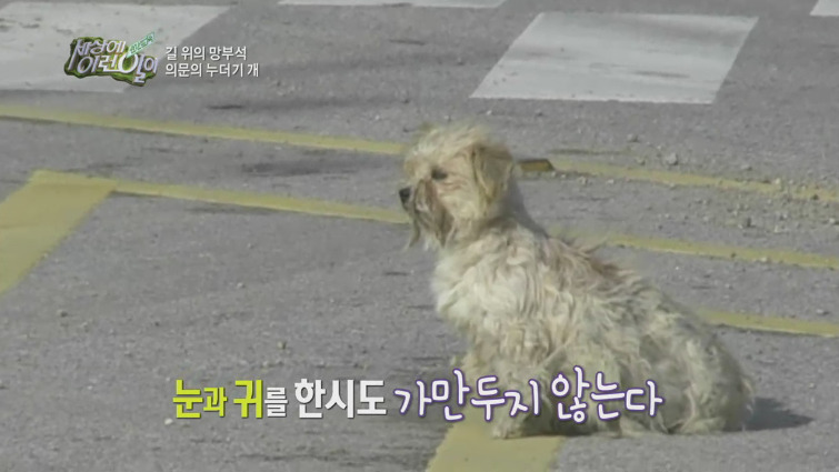 [세상에이런일이] 도로위에 망부석이 되서 주인을 기다리는 강아지.jpg | 인스티즈