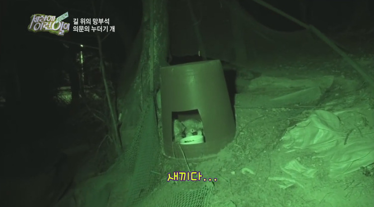 [세상에이런일이] 도로위에 망부석이 되서 주인을 기다리는 강아지.jpg | 인스티즈