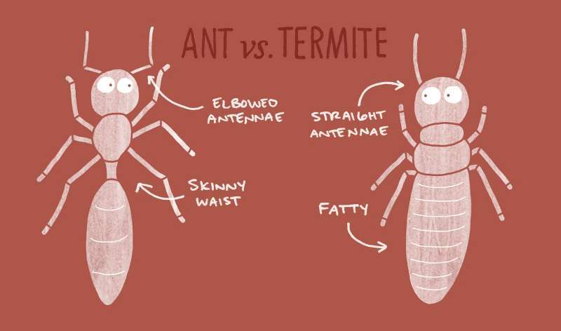 은근 헷갈리는 비슷비슷한 동물들 구별하는 법! | 인스티즈