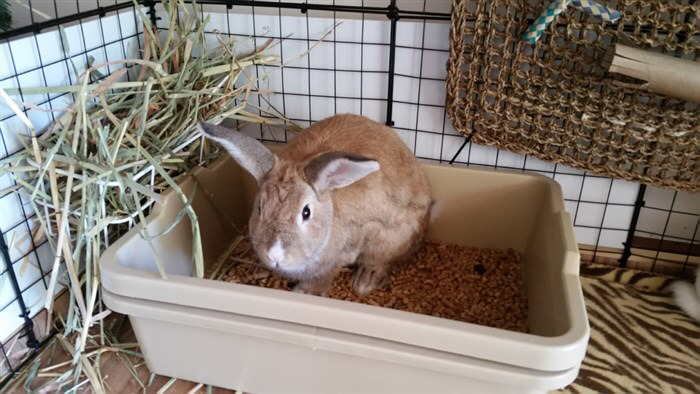 ?? : 토끼는 멍충해 주인도 못알아봐 | 인스티즈