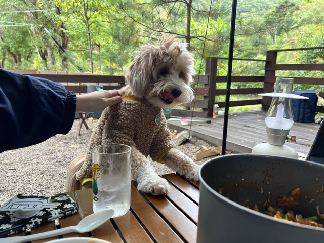유기견 남매 데려왔는데 너무 귀여워ㅠㅠ 근데 너무 커버렸어;; | 인스티즈