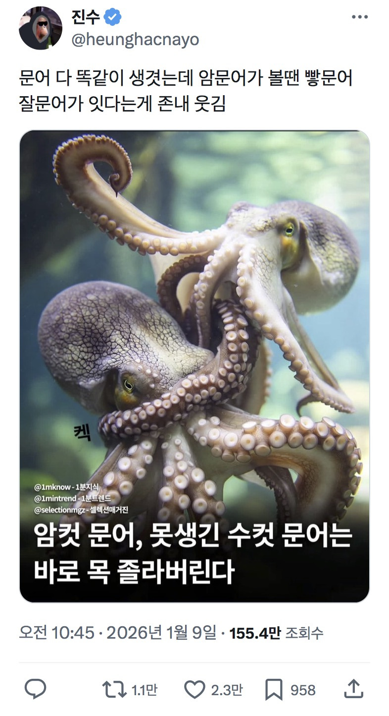 문어 다 똑같이 생겻는데 암문어가 볼땐 빻문어 잘문어가 잇다는게 정말 웃김 | 인스티즈