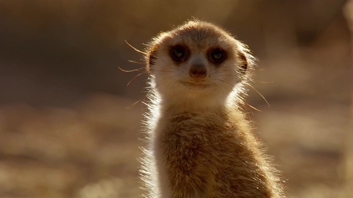 까마귀의 지능에 대한 고찰.jpg | 인스티즈