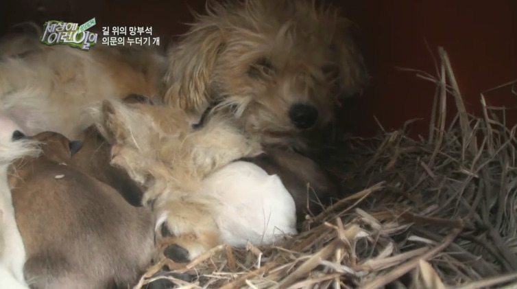 [세상에이런일이] 도로위에 망부석이 되서 주인을 기다리는 강아지.jpg | 인스티즈